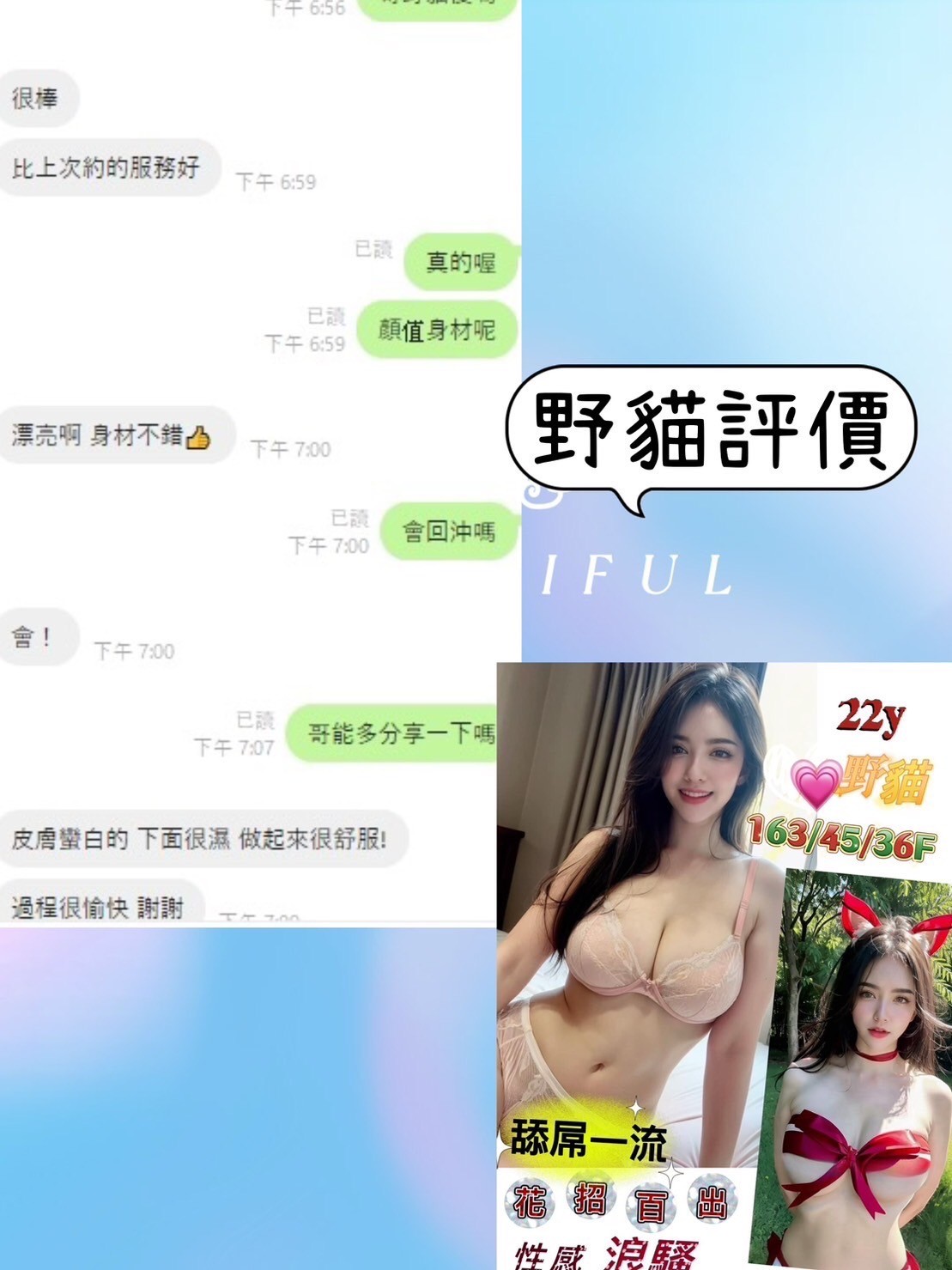 越南台南野貓定點圖片