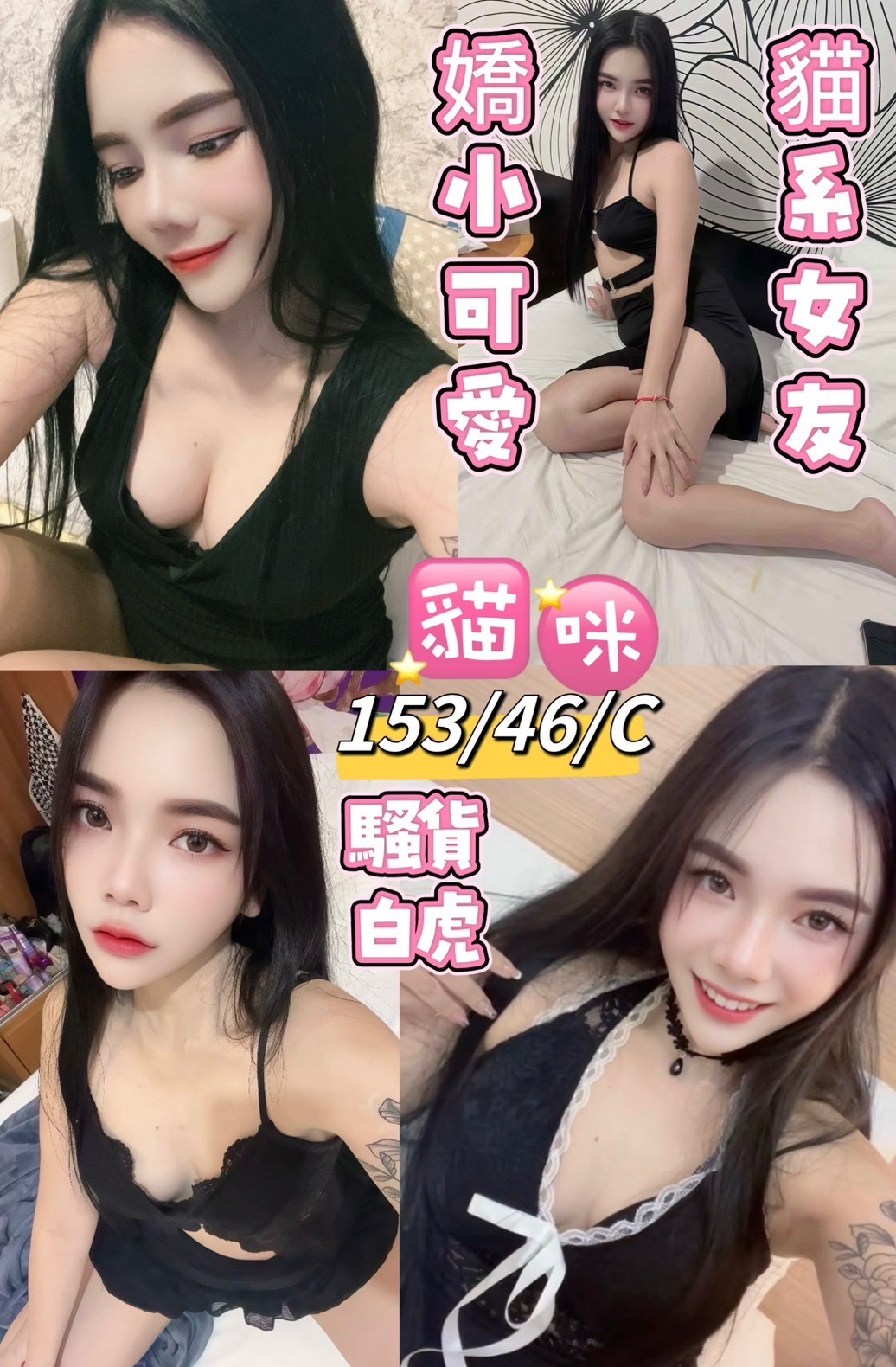 馬來西亞花蓮貓咪定點圖片
